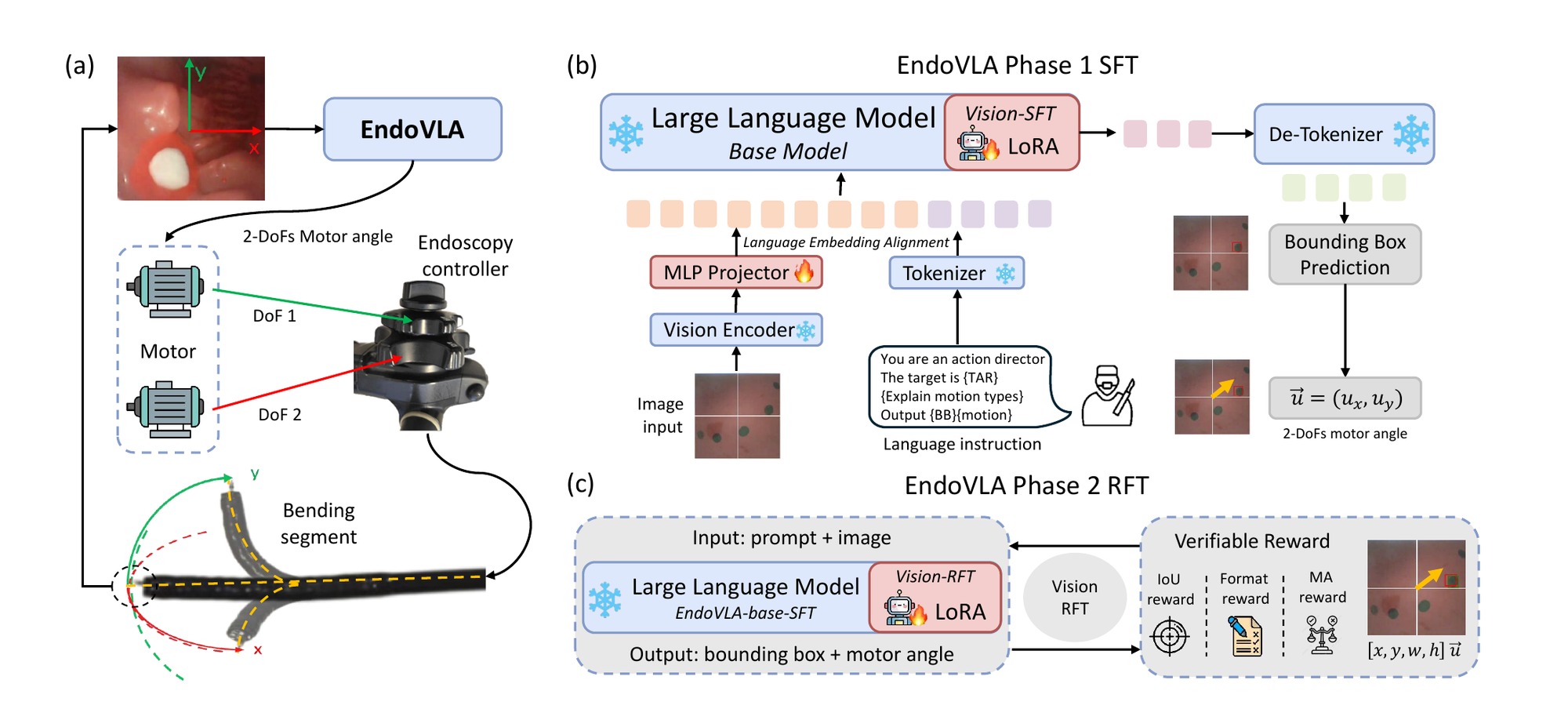 EndoVLA dual-phase fine-tuning architecture: Phase 1 supervised fine-tuning and Phase 2 reinforcement fine-tuning